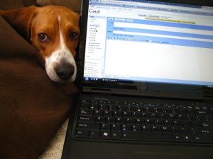 beagles in social media